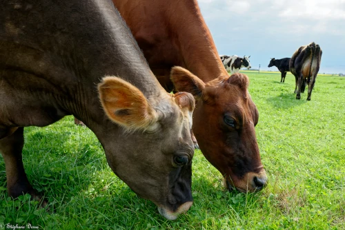 Les vaches de Fadainville (Eure-et-Loir)